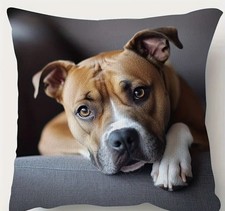 Staffordshire Bullterrier