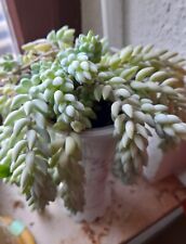 Affenschauckel, Sedum morganianum, Fetthenne, spitze Blätter
