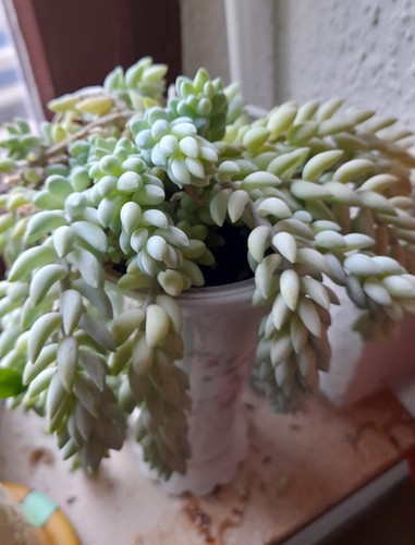 Affenschauckel sedum - affenschauckel,,