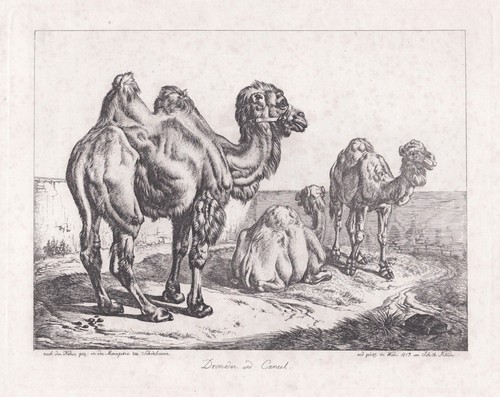 Dromedary kamele camel johann - dromedary,