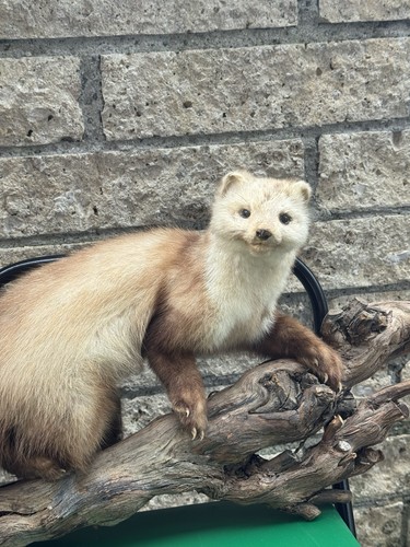 Marder präparat taxidermie - marder,