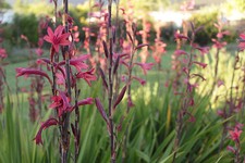 SAMEN eine wahnsinnig schöne