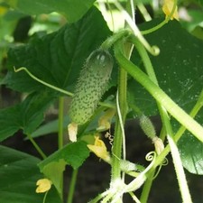 20 Samen Gurken Allianz F1