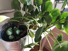 Pilea Peperomioides Pfannkuchenpflanze, Ufopflanze