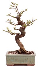 Bonsai - Ulmus parvifolia