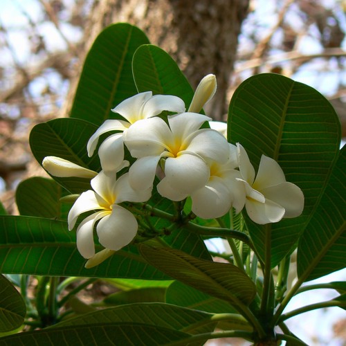 Singapore graveyard flower