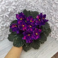 Saintpaulia Usambaraveilchen