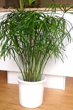 Cyperus alternifolius Luftbefeuchter Katzen Gras Zyper Zyperngras Ableger 3x