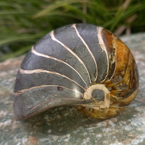 5cm großer nautilus - großer,