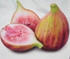 Ficus carica 'Dauphine' -