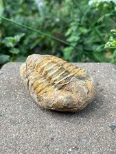Fossiler Trilobit Fossil