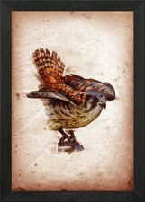 Falco Sparverius Gerahmtes