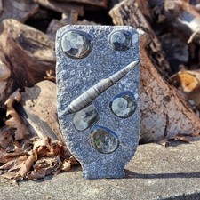 Budawi® XL Orthoceras Platte