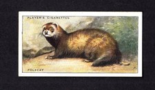 40649/ John Player´s – Animals of the Countryside - No 17 - Polecat