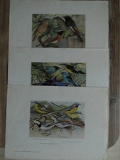 Gefiederte Welt 1927 Vogelzucht Stubenvögel Ornithologie Exoten Ruß Neunzig Ara