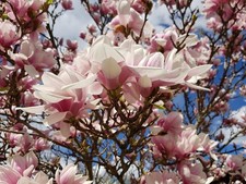 Magnolie Stecklinge