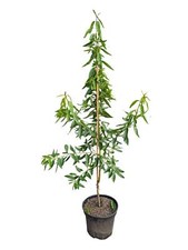 Mandelbaum Prunus dulcis echte