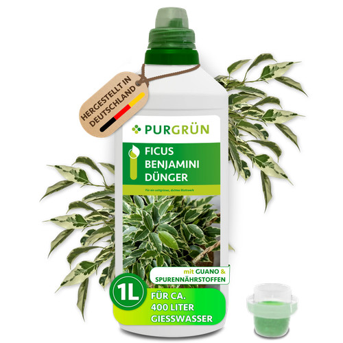 Purgrün ficus benjamini - purgrün,