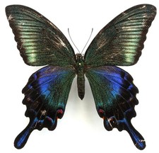 PAPILIO DEHAANII HACHIJONIS FEMALE FROM HACHIJO ISL., JAPAN