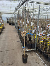 Echte Mispel Mespilus