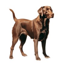 6x Sticker Labrador Car