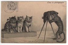 AK vermenschlichte Katzen, Prägekarte, Katzen werden von Affen fotografiert