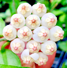 Hoya rotundiflora