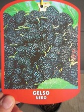 Morus nigra - schwarzer Maulbeerbaum - Winterharte Pflanze 40-60cm