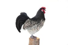  Hansa Toy 6037 Schwarzes Huhn Henne 30 cm Kuscheltier Stofftier Plüschtier