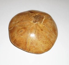 Seeigel Fossil Fossilien Igel