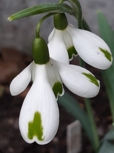 Galanthus trumps - ", trumps"