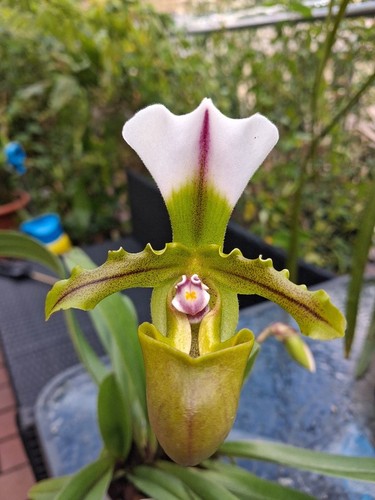 Paphiopedilum spicerianum - , –