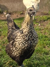 10 Bruteier Ga H Mong Hühner Bunt