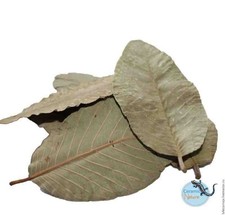 Nature4Pets Guava leaves by