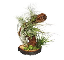 Exotenherz - Tillandsien auf Wurzelbaum - gross - 5 Pflanzen