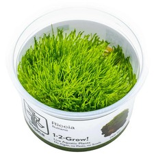 Riccia fluitans -