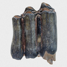 Fossil Steppenbison Backenzahn