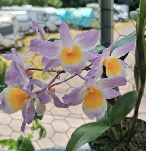 Dendrobium farmeri pink - farmeri,
