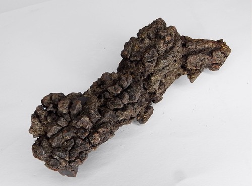 Koprolith vom archelon - koprolith,