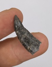 RAR Marshosaurus Zahn