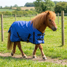 Mini Shetland Pony Fohlen