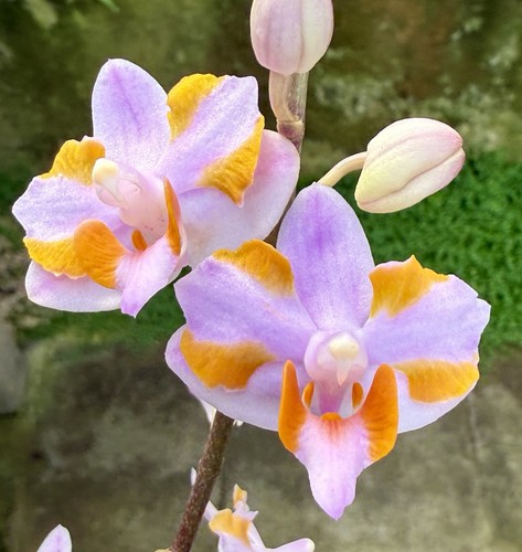 Phalaenopsis species select - phalaenopsis,