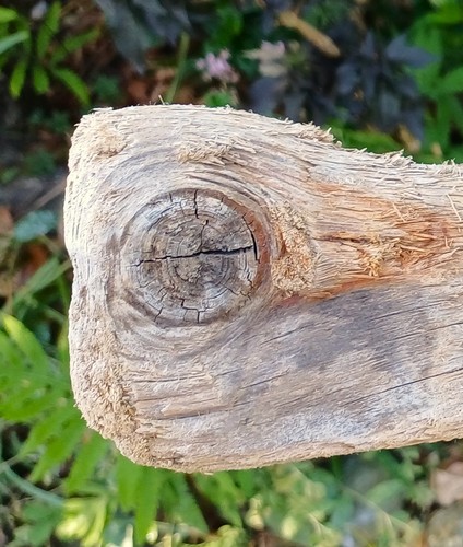 Auge fransiges uralt - ",
