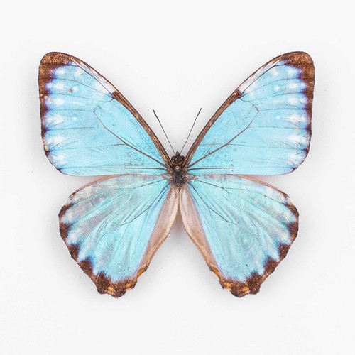 Morpho portis thamyris - morpho,