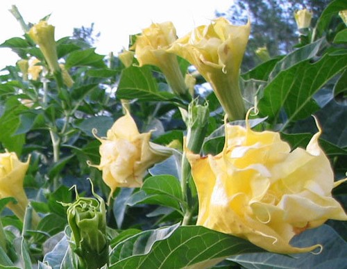 Datura golden queen 15 - datura,