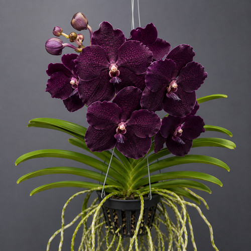 Vanda dark purple - vanda, orchidee