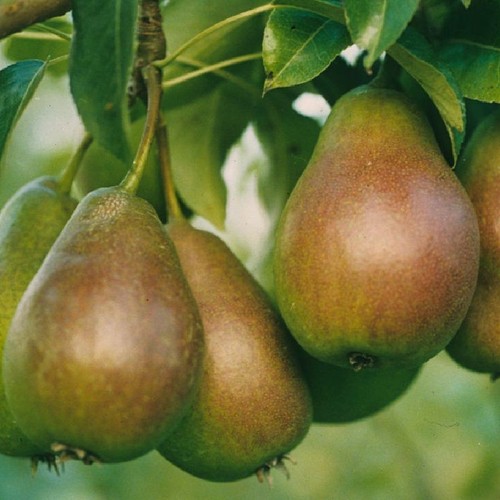 Gute luise birne birnenbaum - luise,