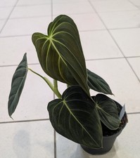 Philodendron Melanochrysum 