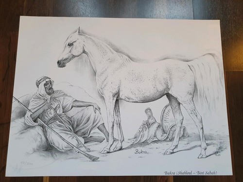 Araberstute bukra heidi - oa,
