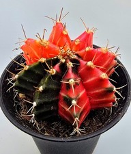  Sehr schöner Gymnocalycium